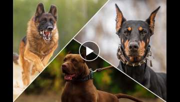 Top 10 Dog Breeds With The Longest Lifespans